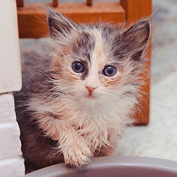 Dilute calico kitten