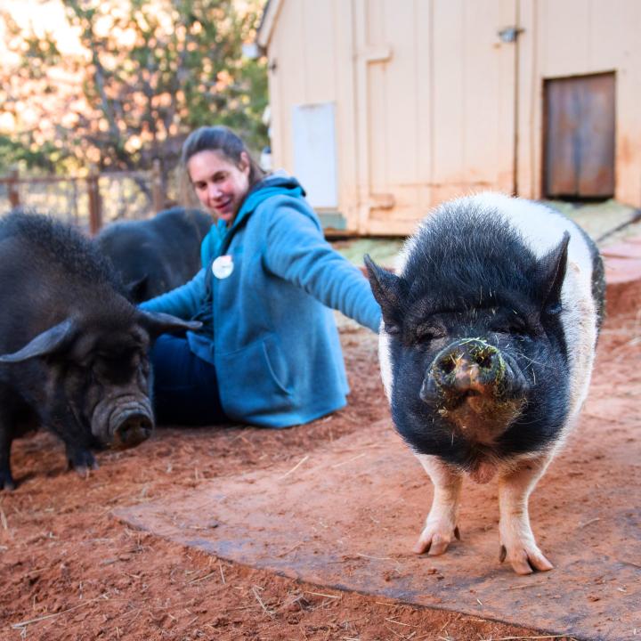 Person sitting in red sand petting two pigs