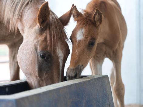 Emma Dean the mama horse eating or drinking from a trough, next to Marina her foal