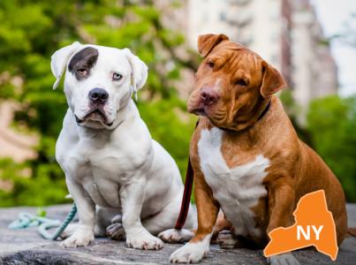 Two dogs sitting together in city