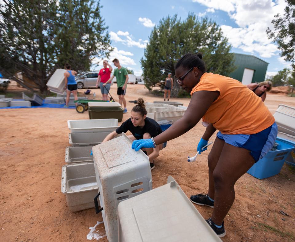 Group of volunteers cleaning pet carriers