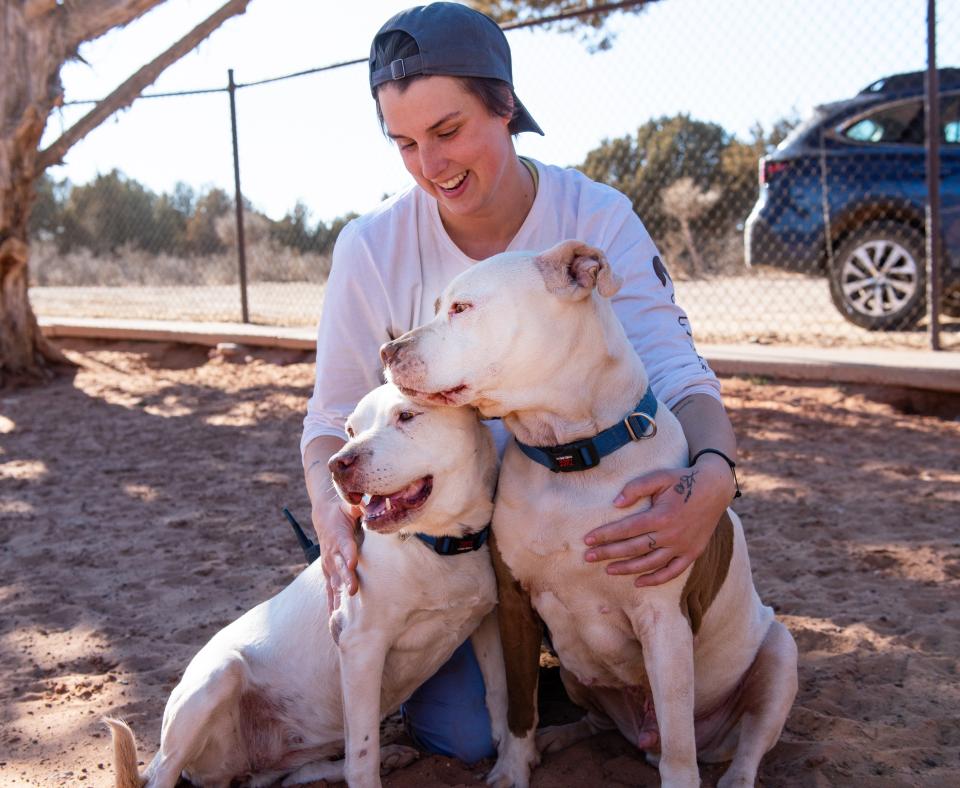 Person hugging two white pit bull type dogs in a fenced area