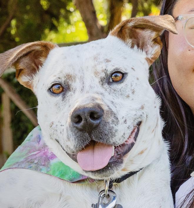 Woman smiling holding white dog