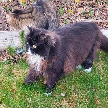 Black and white long hair cat in grass