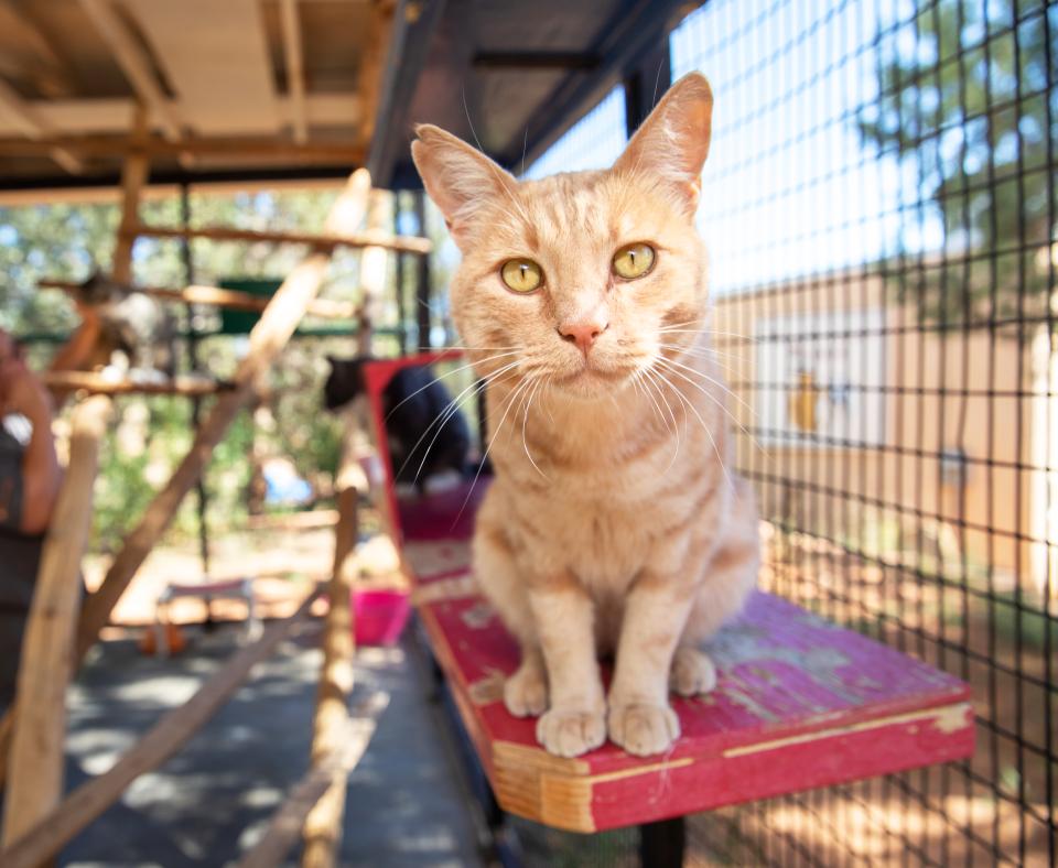 Orange cat relaxing in a peaceful cattery at Best Friends Animal Sanctuary