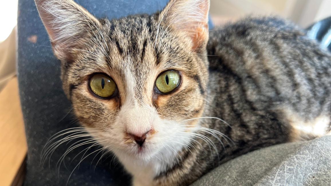 Dixon the tabby and white cat lying on a lap