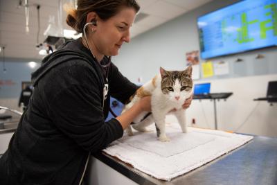 Dr. Erin Sadie with a cat on a table