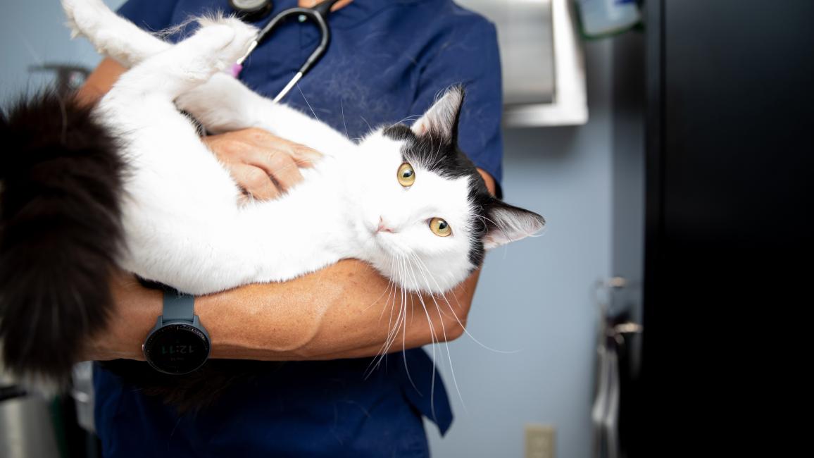 Person wearing scrubs and a stethoscope holding a black and white at