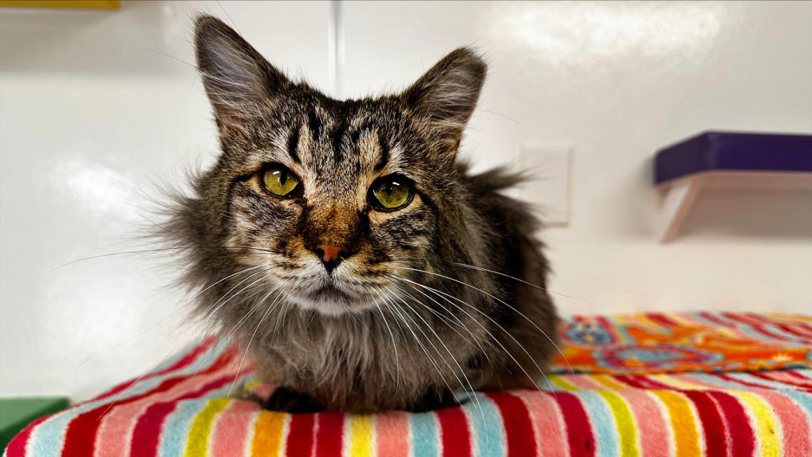 Waltz the brown tabby cat lying on a multicolored blanket