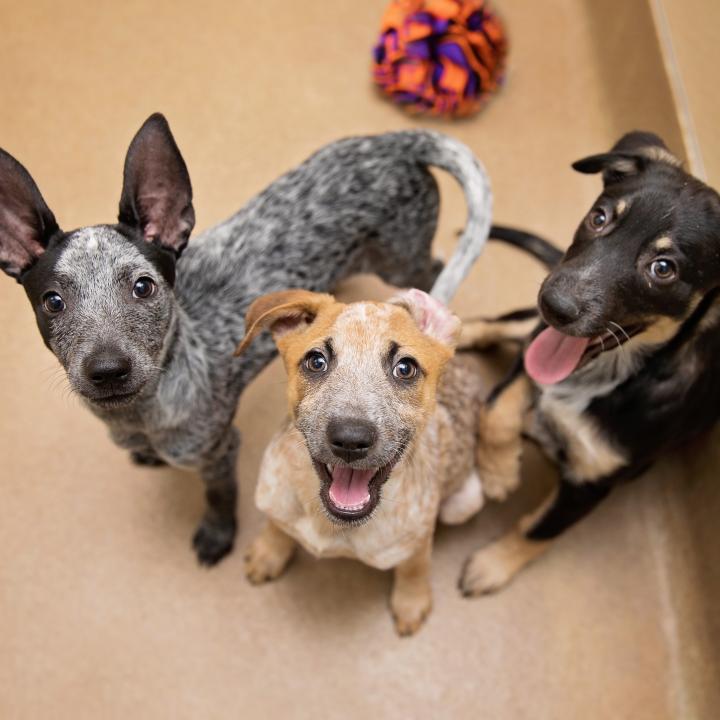 Three dogs sitting on floor together