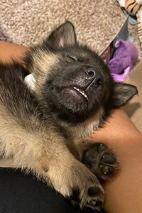 Single puppy sleeping