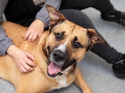 Person sitting next to and petting a happy shepherd mix dog