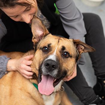 Person petting a happy tan, black and white dog whose tongue is out