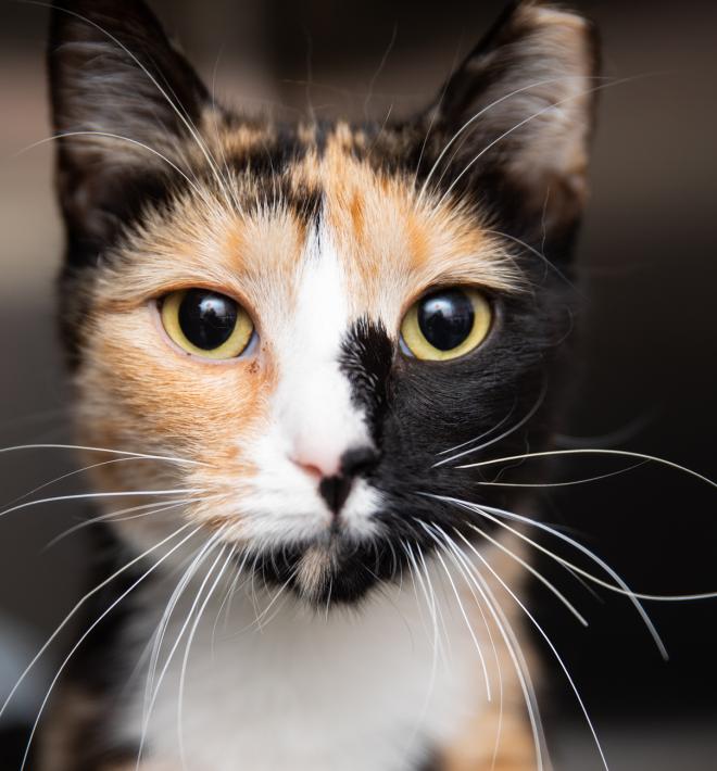 Calico cat