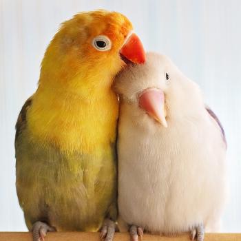 Two birds sitting side-by-side on a perch