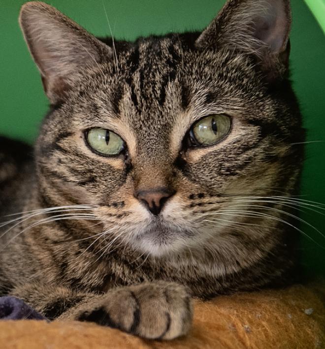 Two tabby cats snuggling in green bed