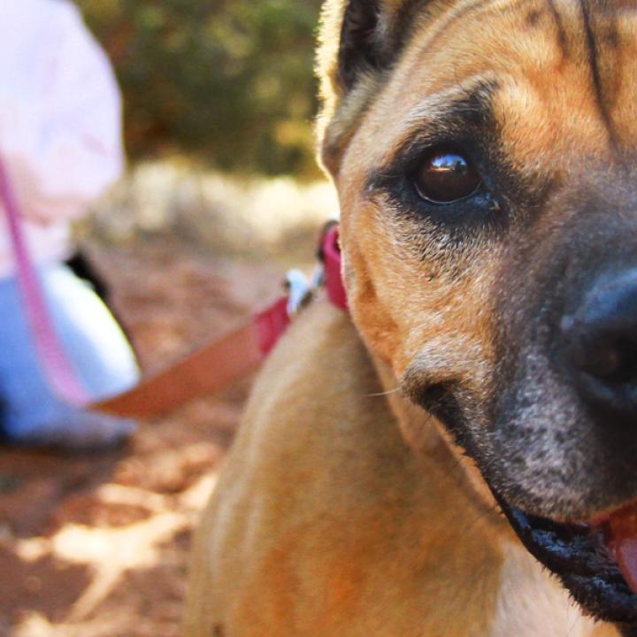 Happy dog in the Utah desert