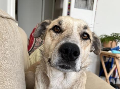 Gilda the dog on a couch