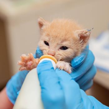 Tiny kitten drinking from a bottle