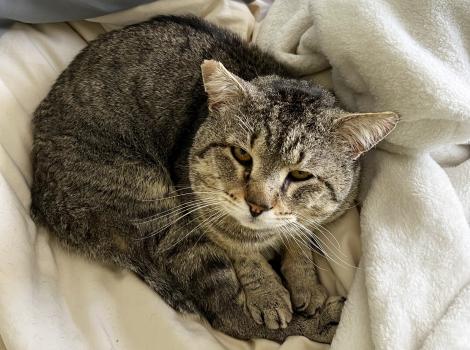 Grayson the cat lying on a blanket