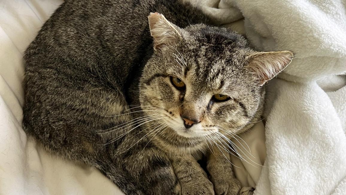 Grayson the cat lying on a blanket