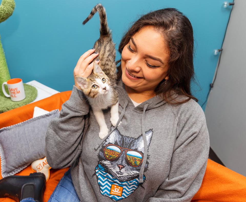 Person wearing a gray Best Friends sweatshirt while a kitten walks on their shoulder