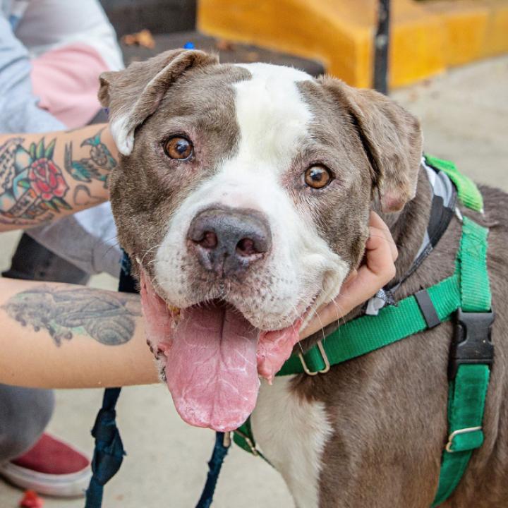 Two people petting smiling brown and white dog