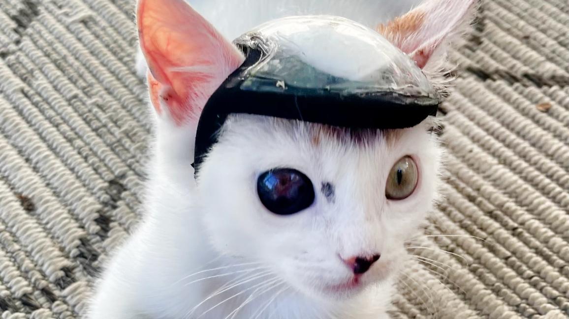 Turtle the kitten wearing her protective helmet