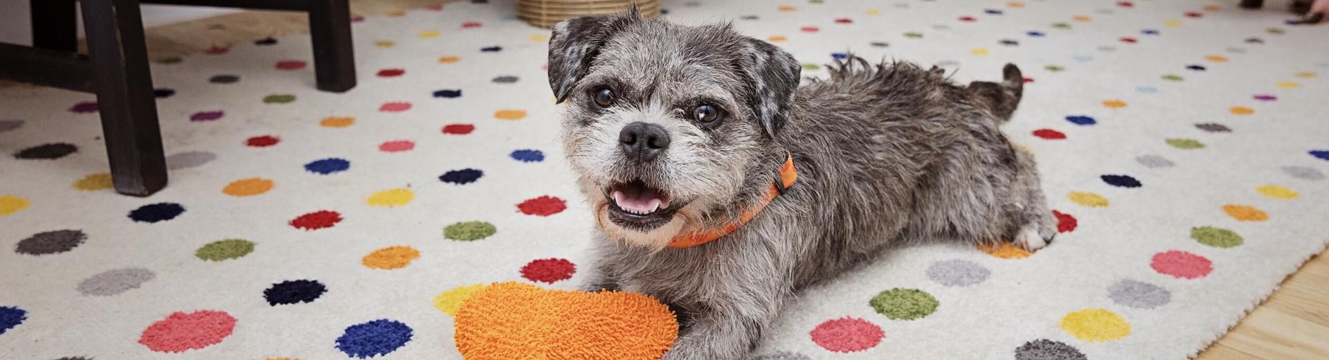 Small gray dog on colorful carpet