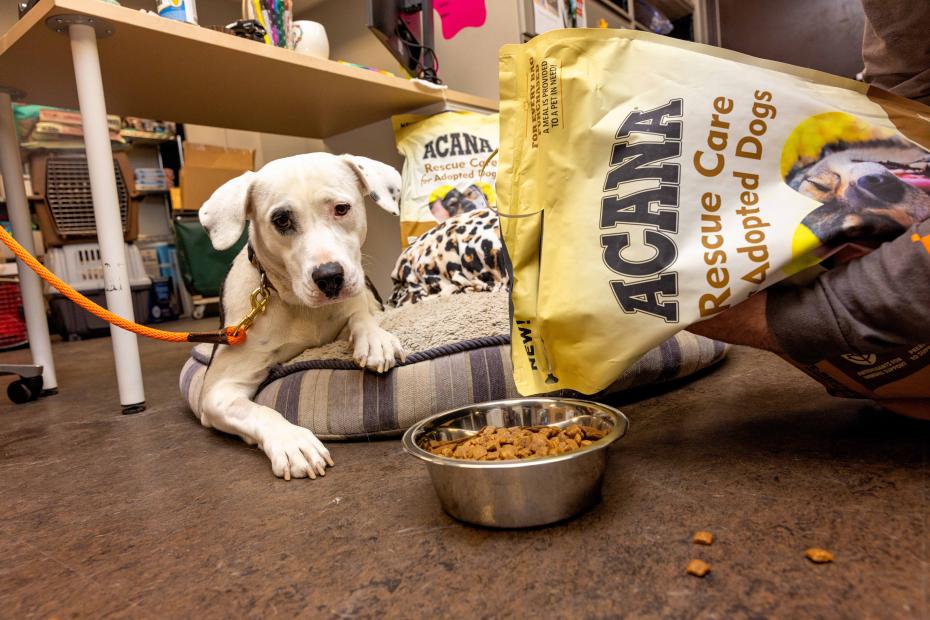 Acana dog food being poured into a bowl for a white an black dog