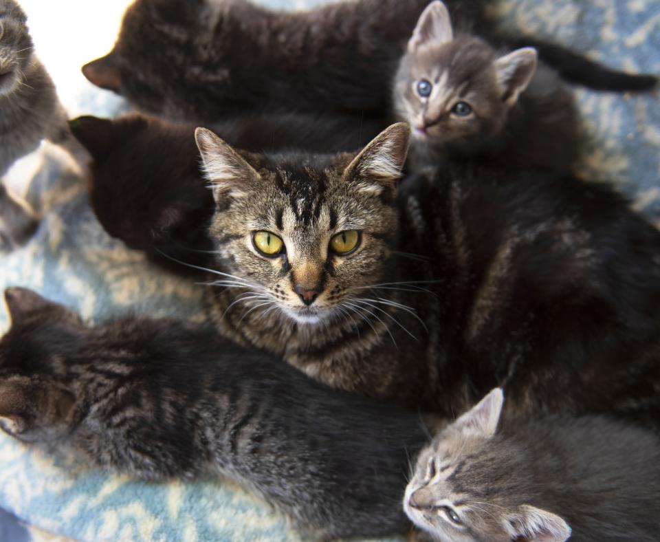 Mom with her kittens