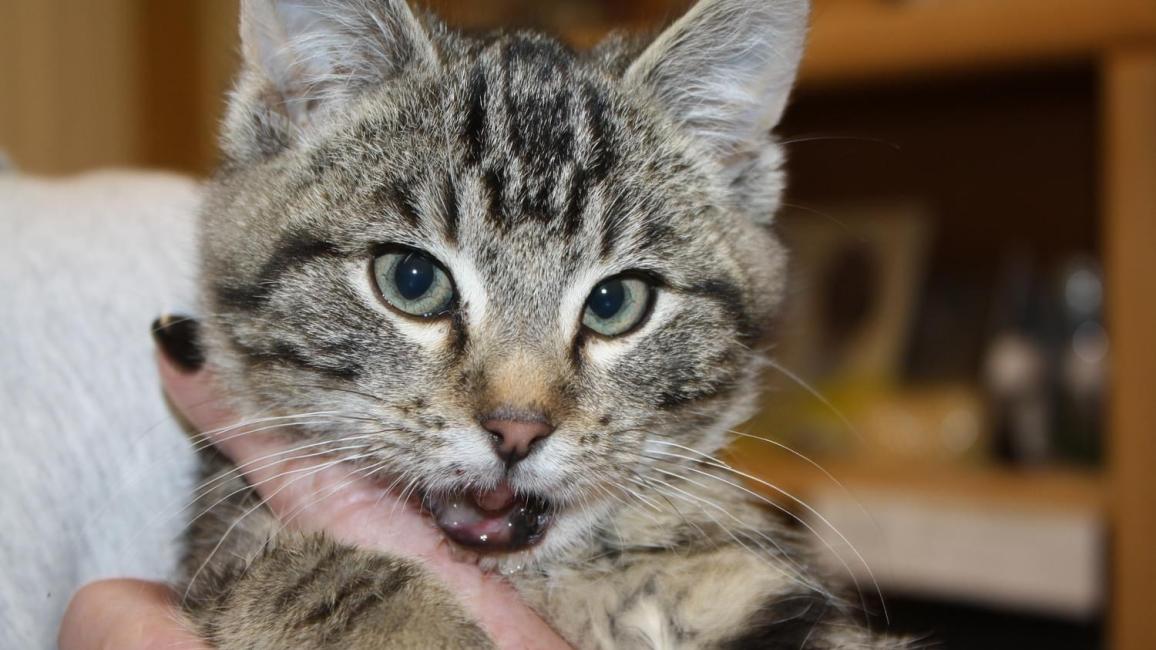 Bubba the tabby kitten being held in a person's hands