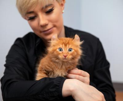 Person smiling at a kitten sitting in their lap