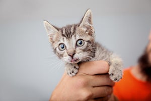 Zafar the silver tabby kitten had a mouth injury