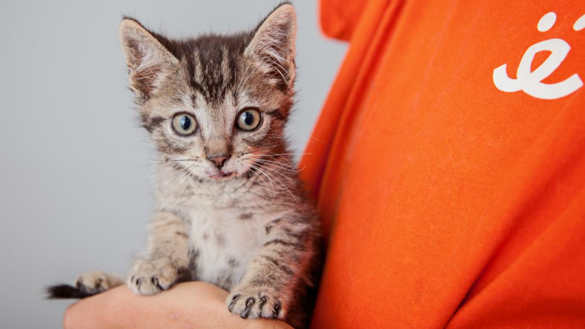 Injured-newborn-kitten-Zafar-Los-Angeles-4601.jpg