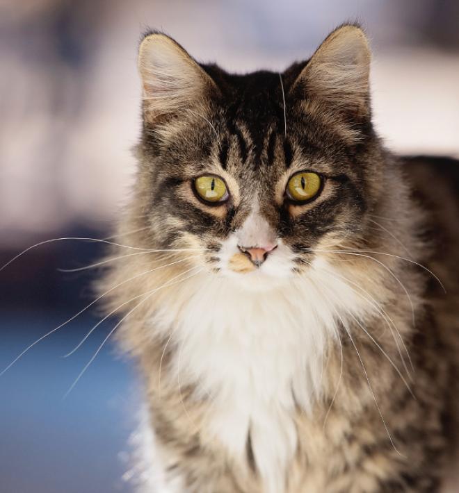 Long haired tabby cat walking forward