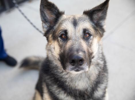 German shepherd type dog on a leash with a person behind him