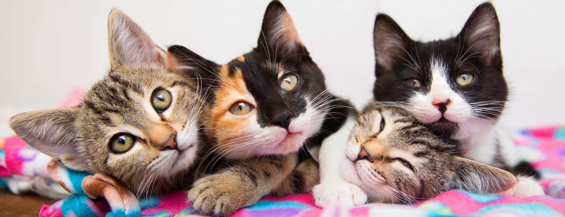 Four tiny kittens relaxing on a fuzzy blanket