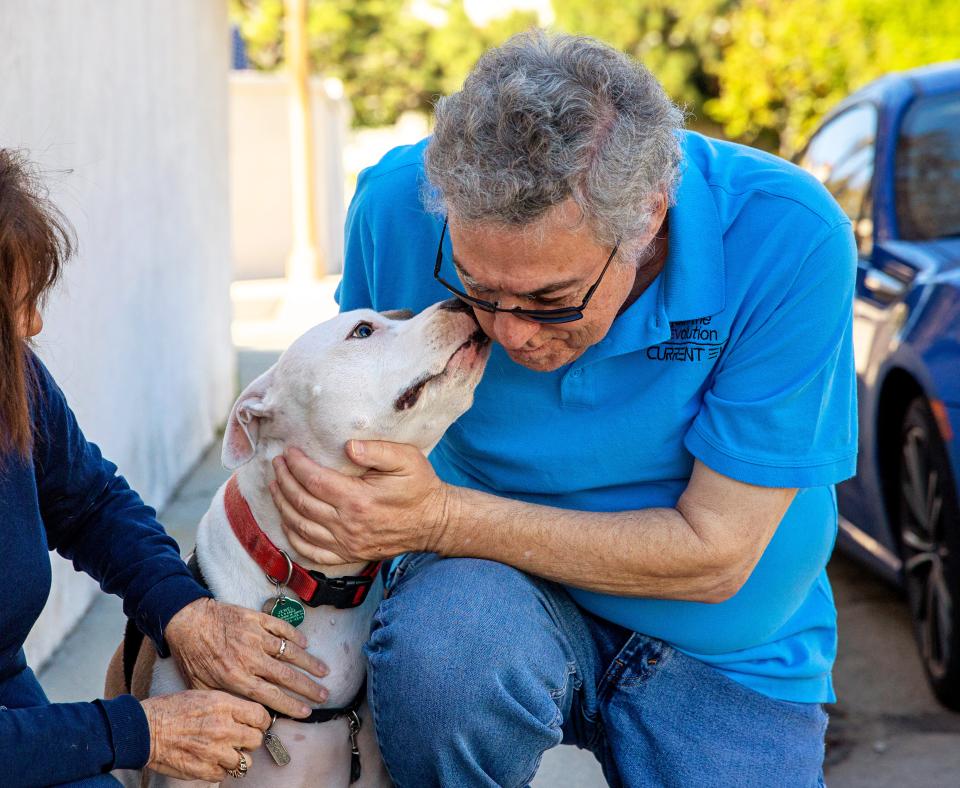 Person leaning down to pet a dog