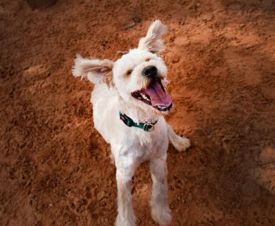 Happy dog jumping in sand