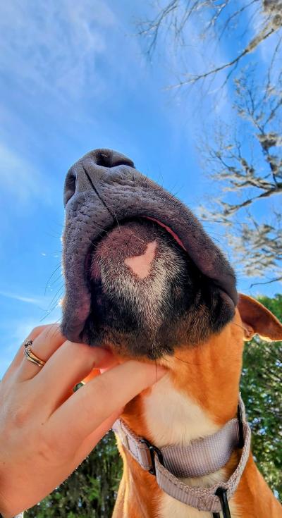 A look up at the underside of Penny's face with a hand petting her