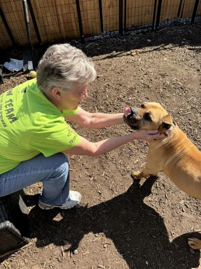 A person petting Tank the dog whose tongue is out