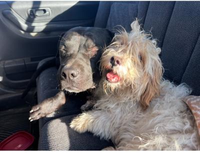 Jack and Sophia the dogs sitting together in the back seat of a vehicle