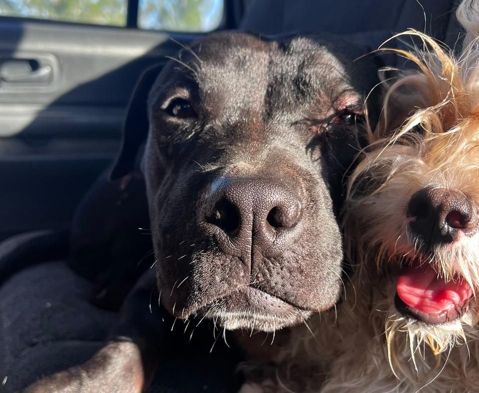 Jack the dog lying next to Sophia the dog