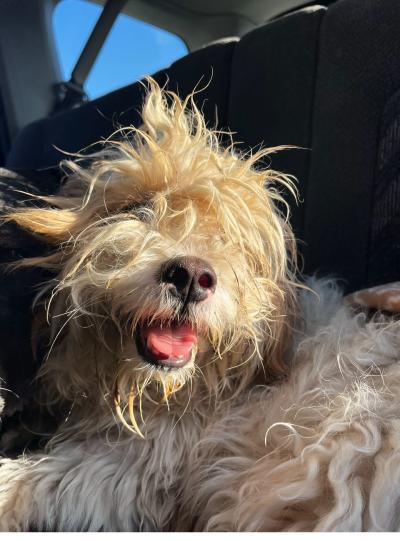 Sophia the fluffy dog with her tongue out