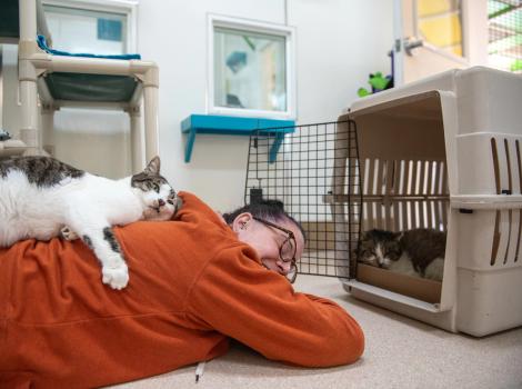 Marvin the cat in a carrier with a person lying on the floor beside it with a cat on her back