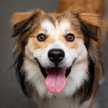 Brown and white smiling dog