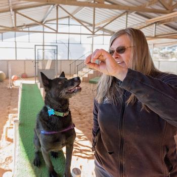 Woman holding treat for black dog in training