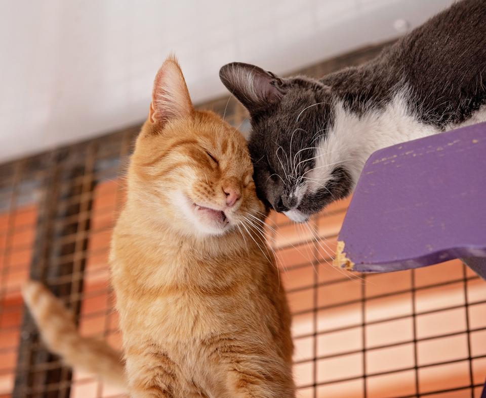 Orange and black cat snuggling