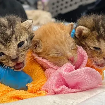 Tiny kittens during a pet transport